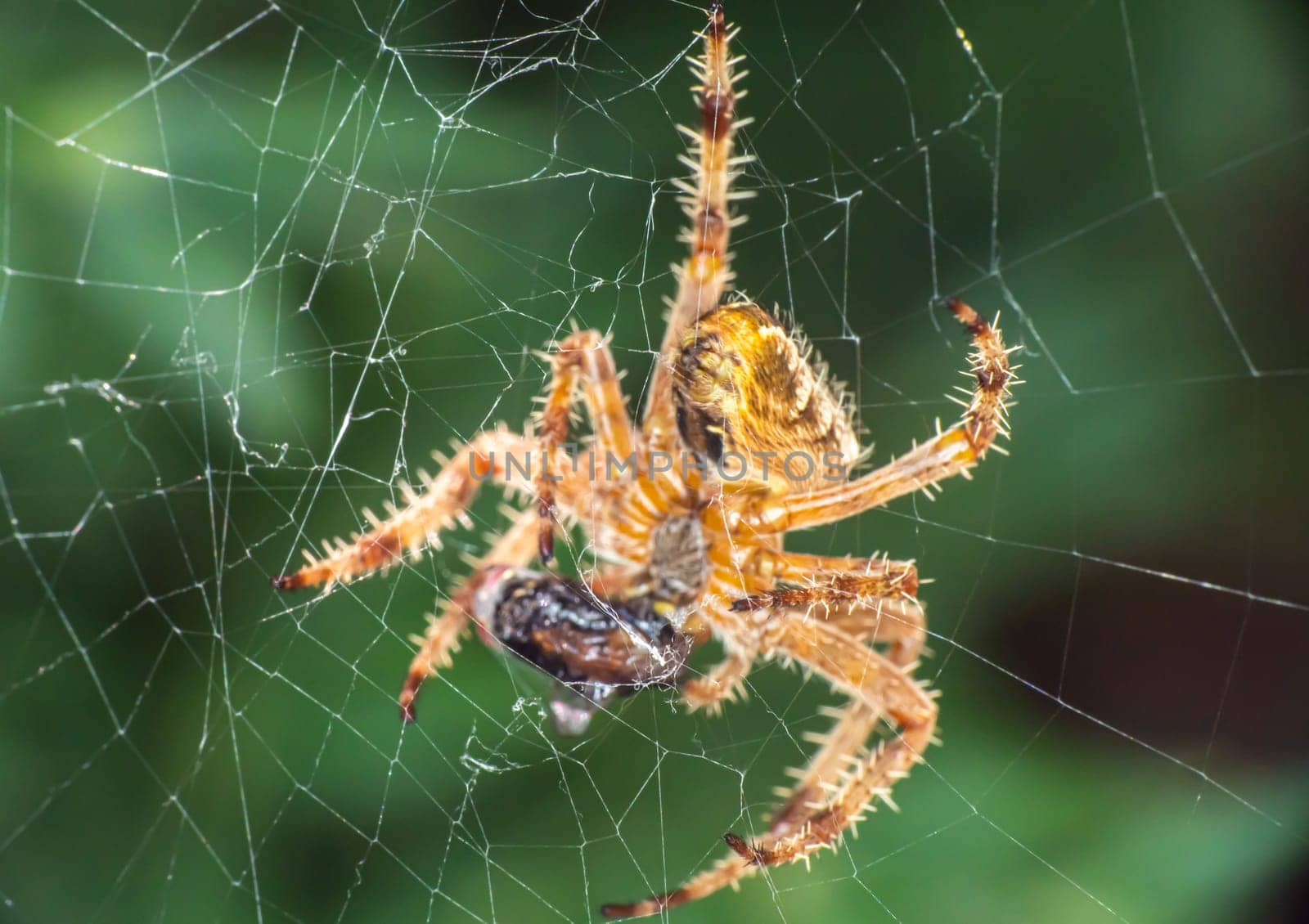 Spider On The Web eat fly, close up