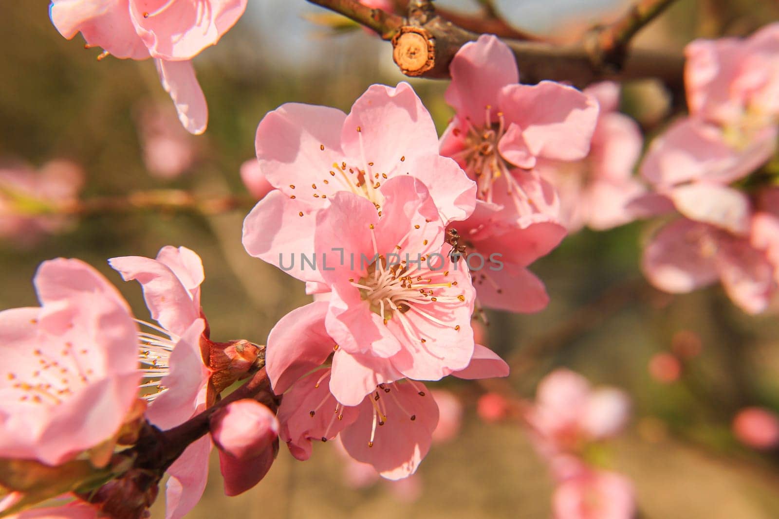 spring flower cherry in garden macro, close up
