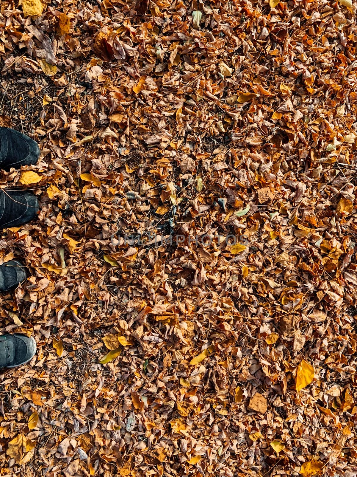 feet of two people on fallen leaves in autumn