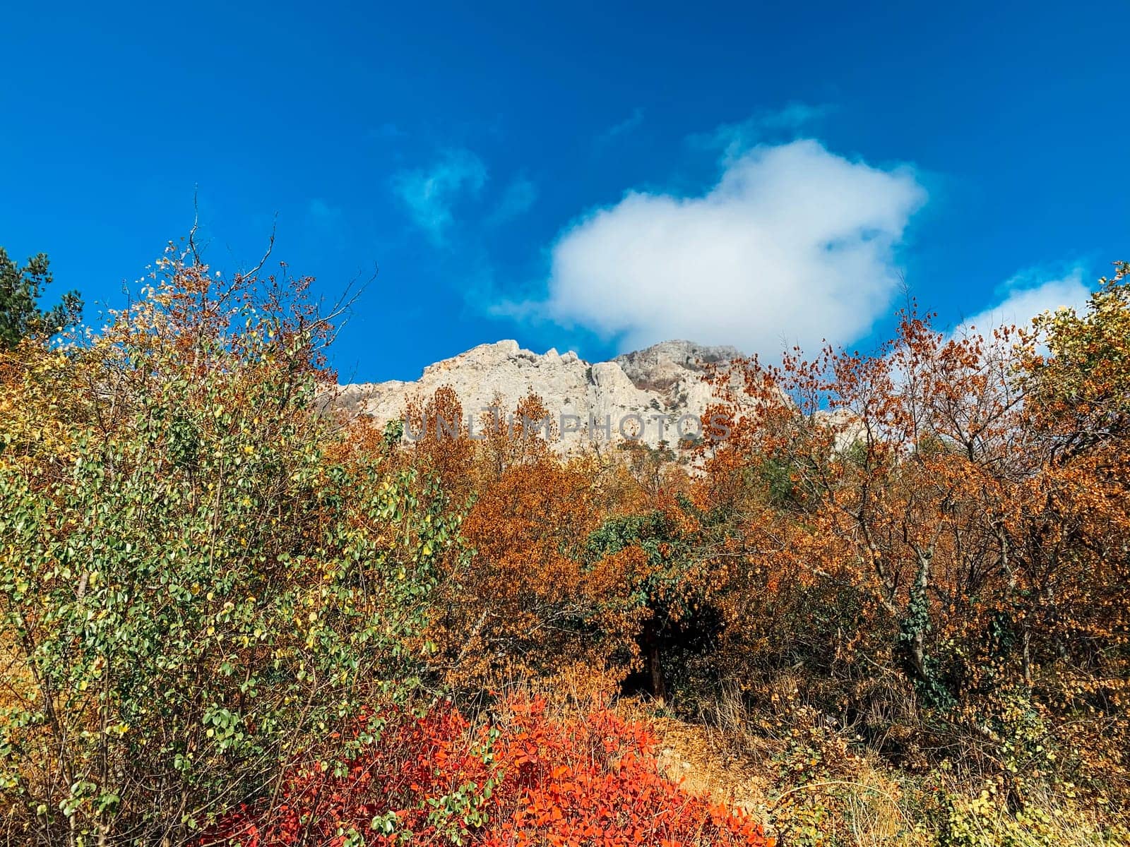 landscape of a shaded yellow red forest against a backdrop of rocks and blue sky