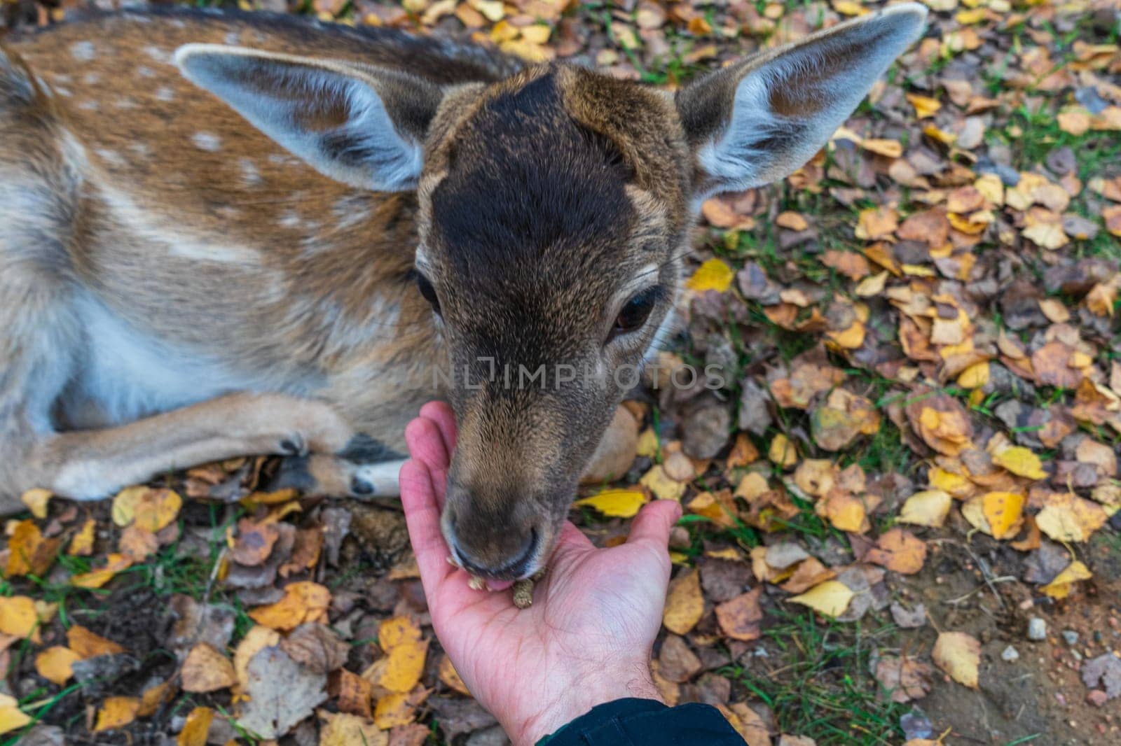 spotted fawn eats from human hand