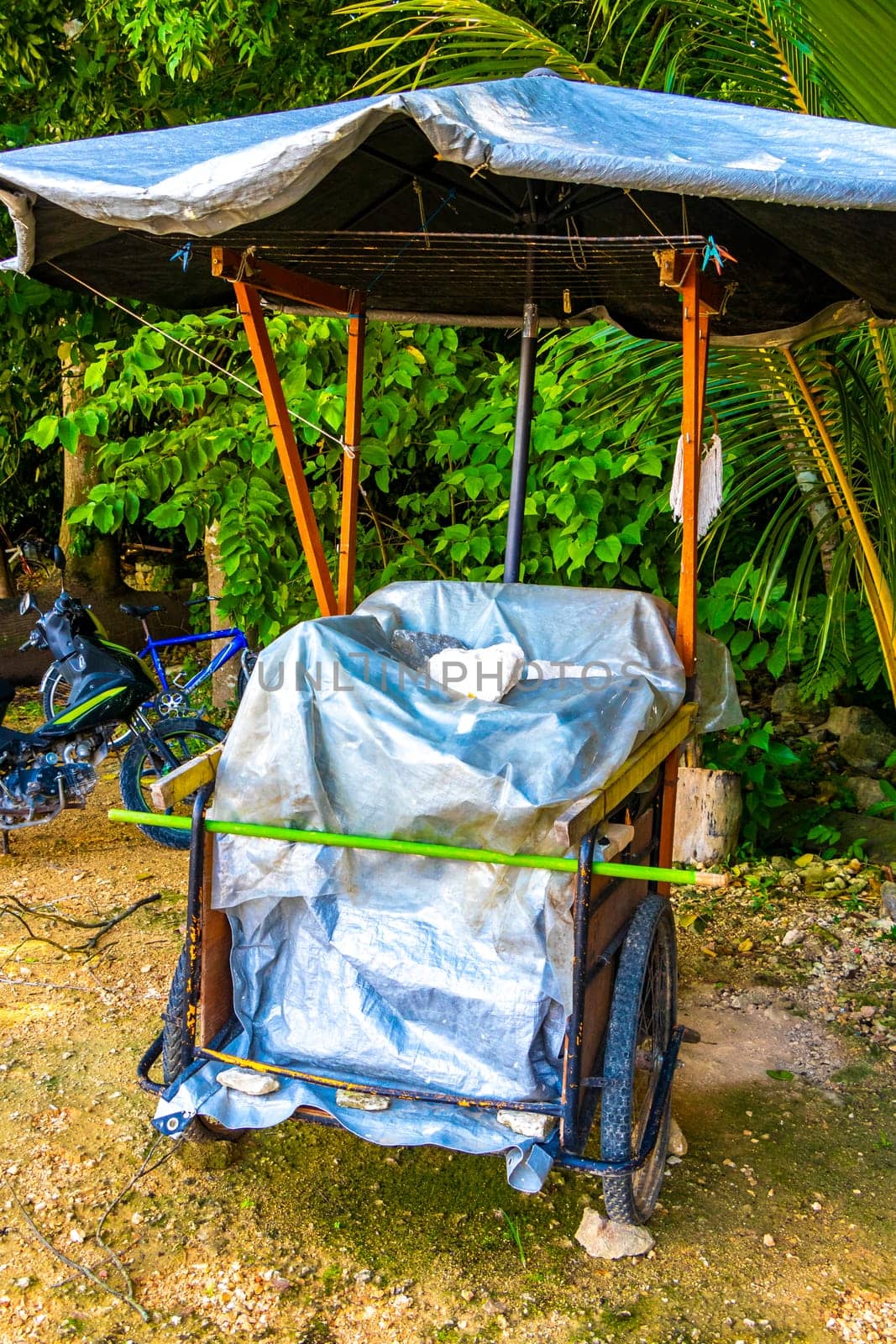 Rent a bike tricycle ride through the jungle Coba Ruins. by Arkadij