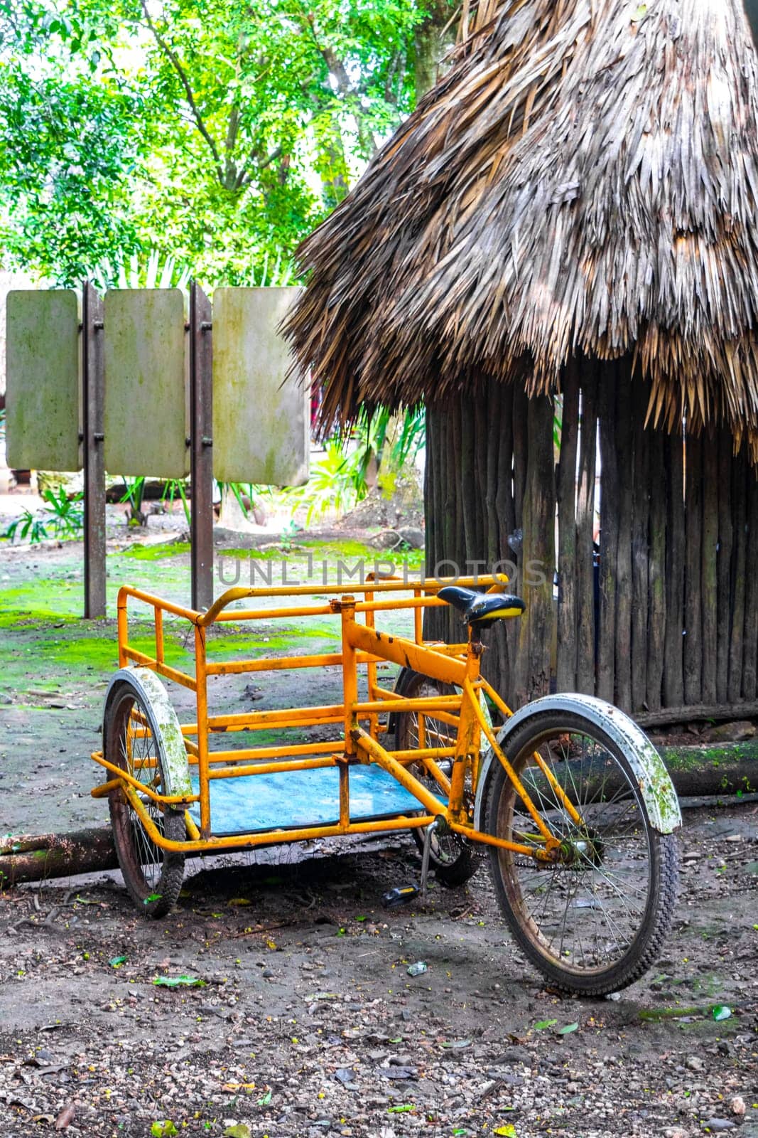 Rent a bike bicycle tricycle and ride through the jungle Coba Ruins Adventure in Coba Municipality Tulum Quintana Roo Mexico.