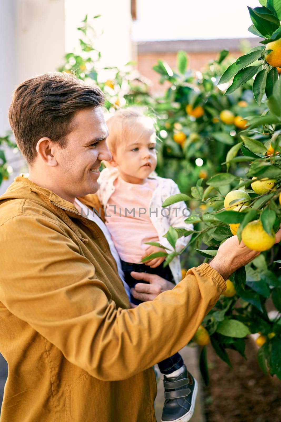Dad shows a little girl in his arms ripe tangerines on a tree in the garden by Nadtochiy
