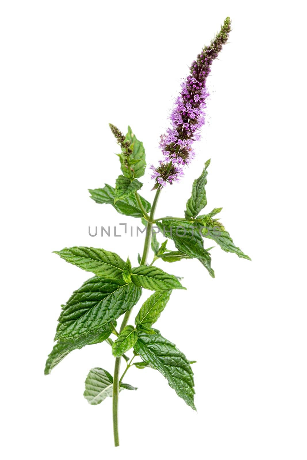 Closeup leaves of peppermint on white background.