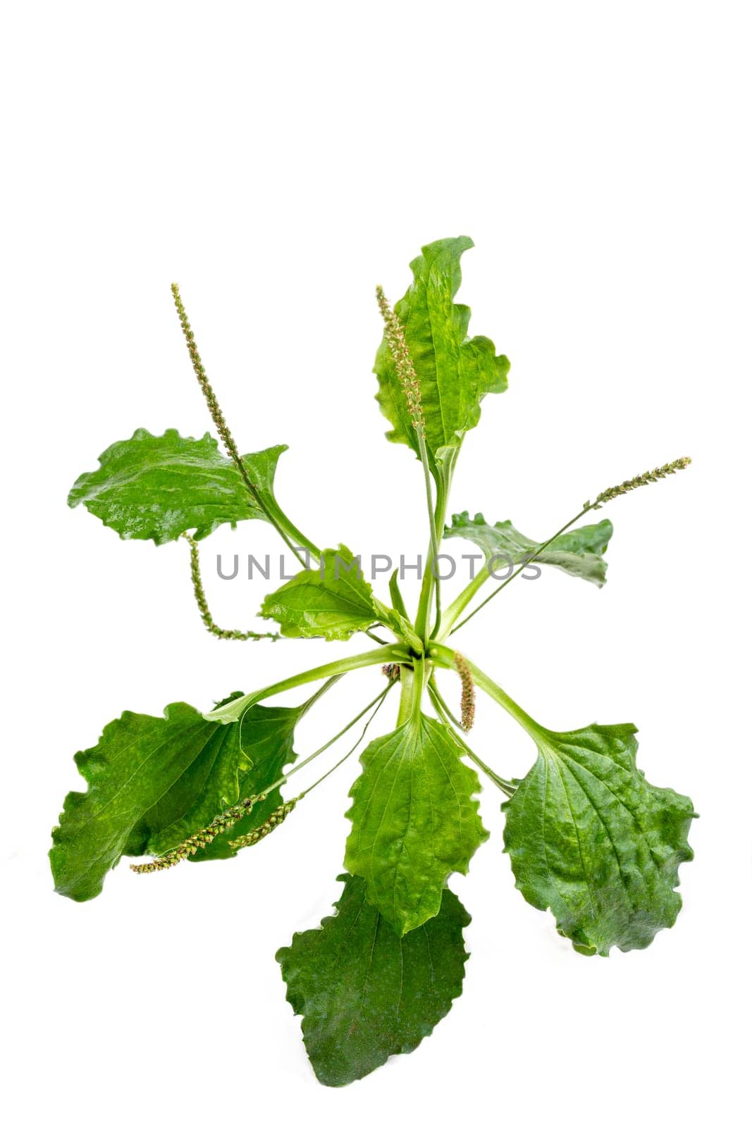 English plantain, ribwort plantain, ribleaf, buckhorn plantain, buckhorn, lamb's tongue. cut out Isolated.PNG file by JPC-PROD