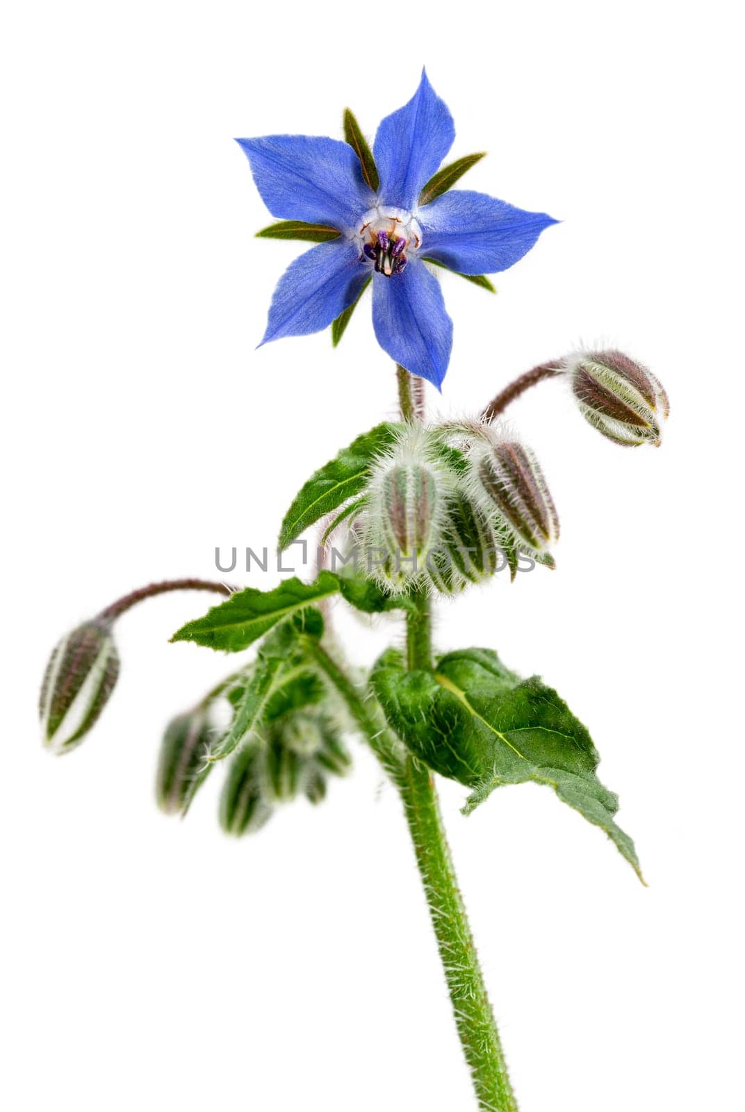 Heap of fresh blue borage flowers for decoration isolated at white
