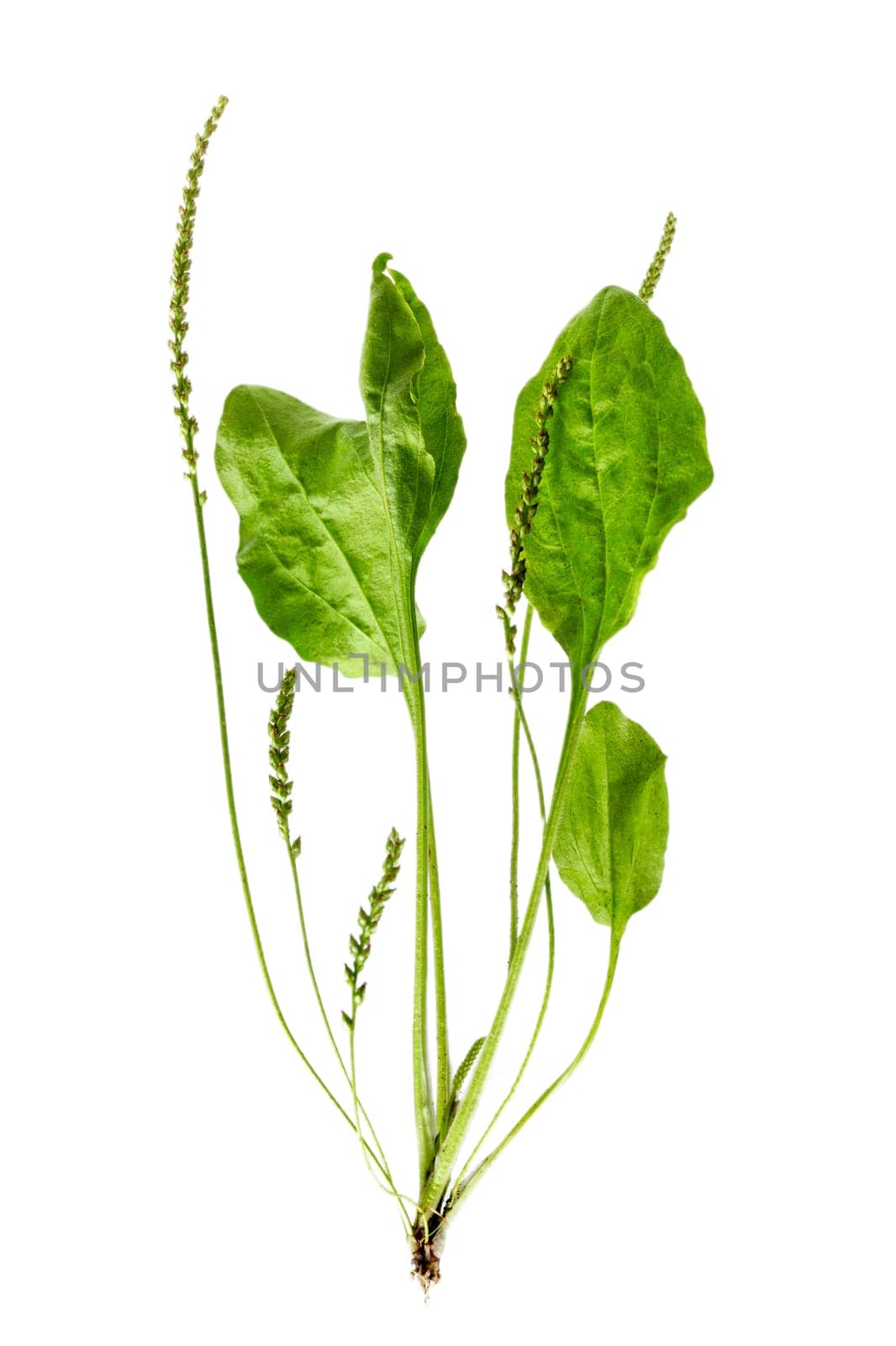 Plantago lanceolata, plantain, ribwort plantain, ribleaf, buckhorn plantain, buckhorn lamb's tongueon white