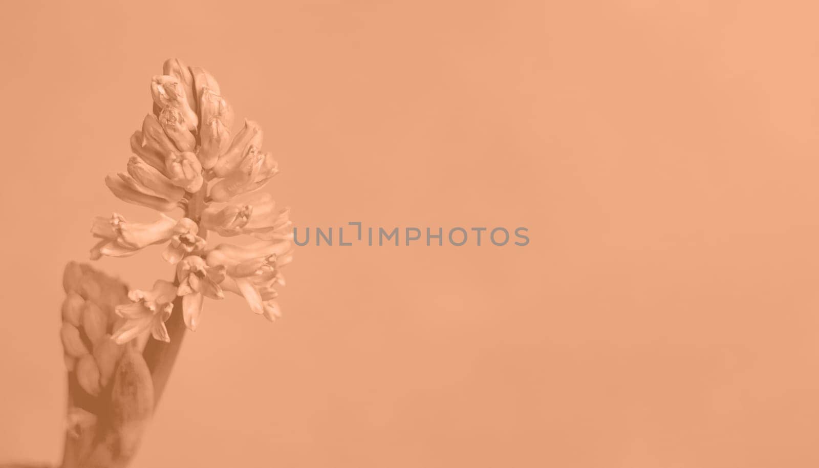 Peach fuzz color hyacinth background. Banner monochrome toned trendy color 2023. High quality photo