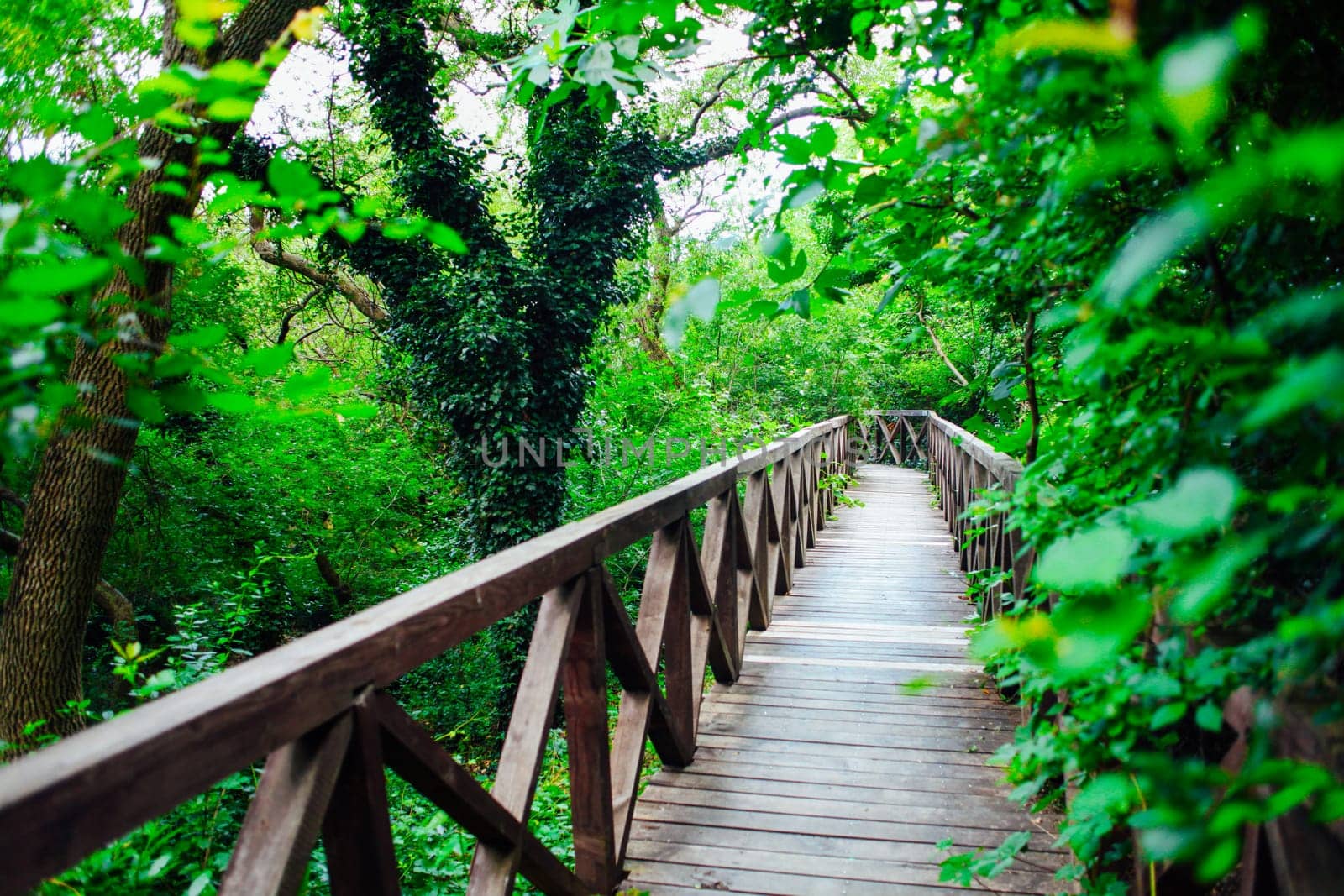 wooden bridge road in a rainforest landscape by Simakov