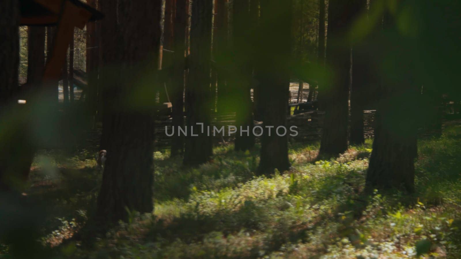 Man walks with dog in park on summer day. Stock footage. Man walks dog on leash in woods on sunny summer day. Man walks with Jack Russell terrier at recreation center in woods by Mediawhalestock
