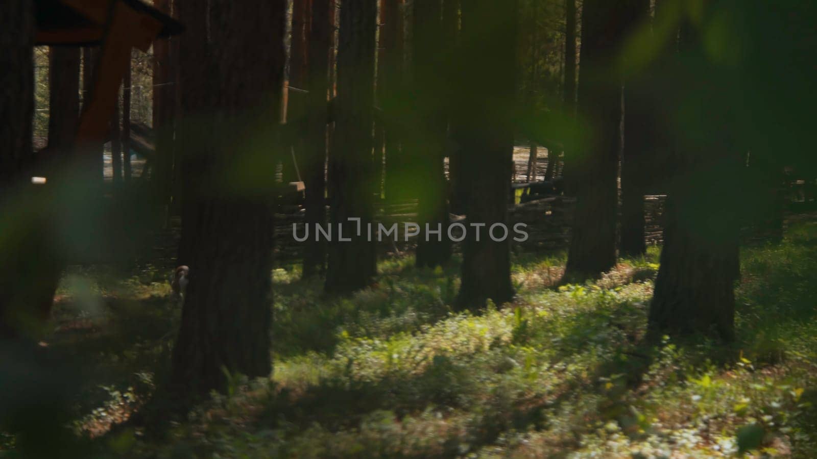 Man walks with dog in park on summer day. Stock footage. Man walks dog on leash in woods on sunny summer day. Man walks with Jack Russell terrier at recreation center in woods.