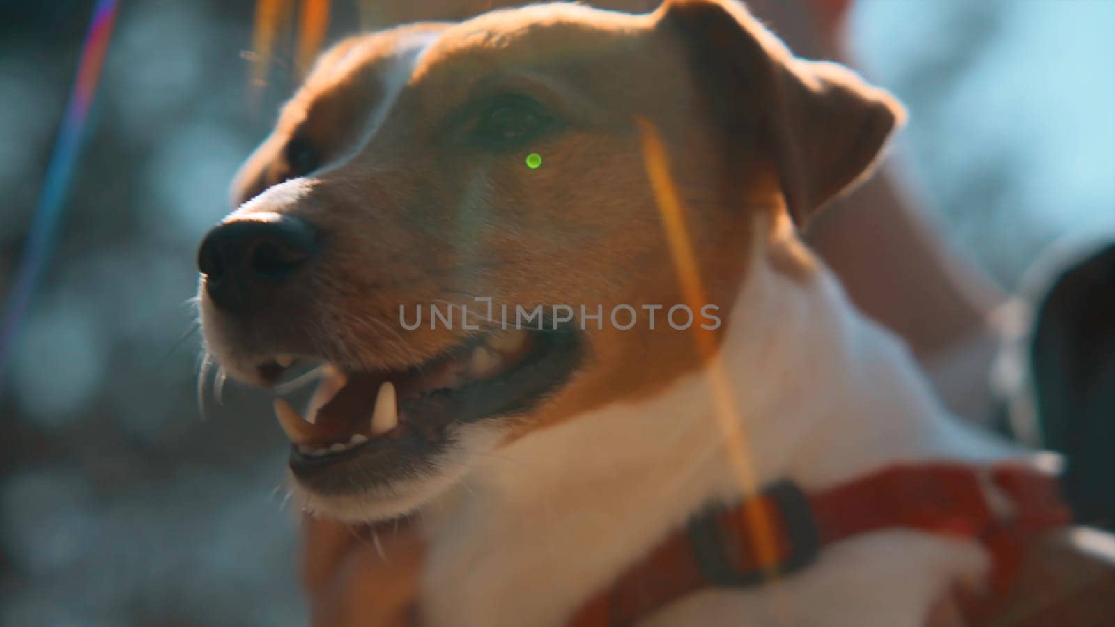 Close-up of beautiful dog in arms on sunny day. Stock footage. Man holds and strokes beautiful dog on background of colorful sunlight. Man holds Jack Russell terrier in arms on sunny summer day.