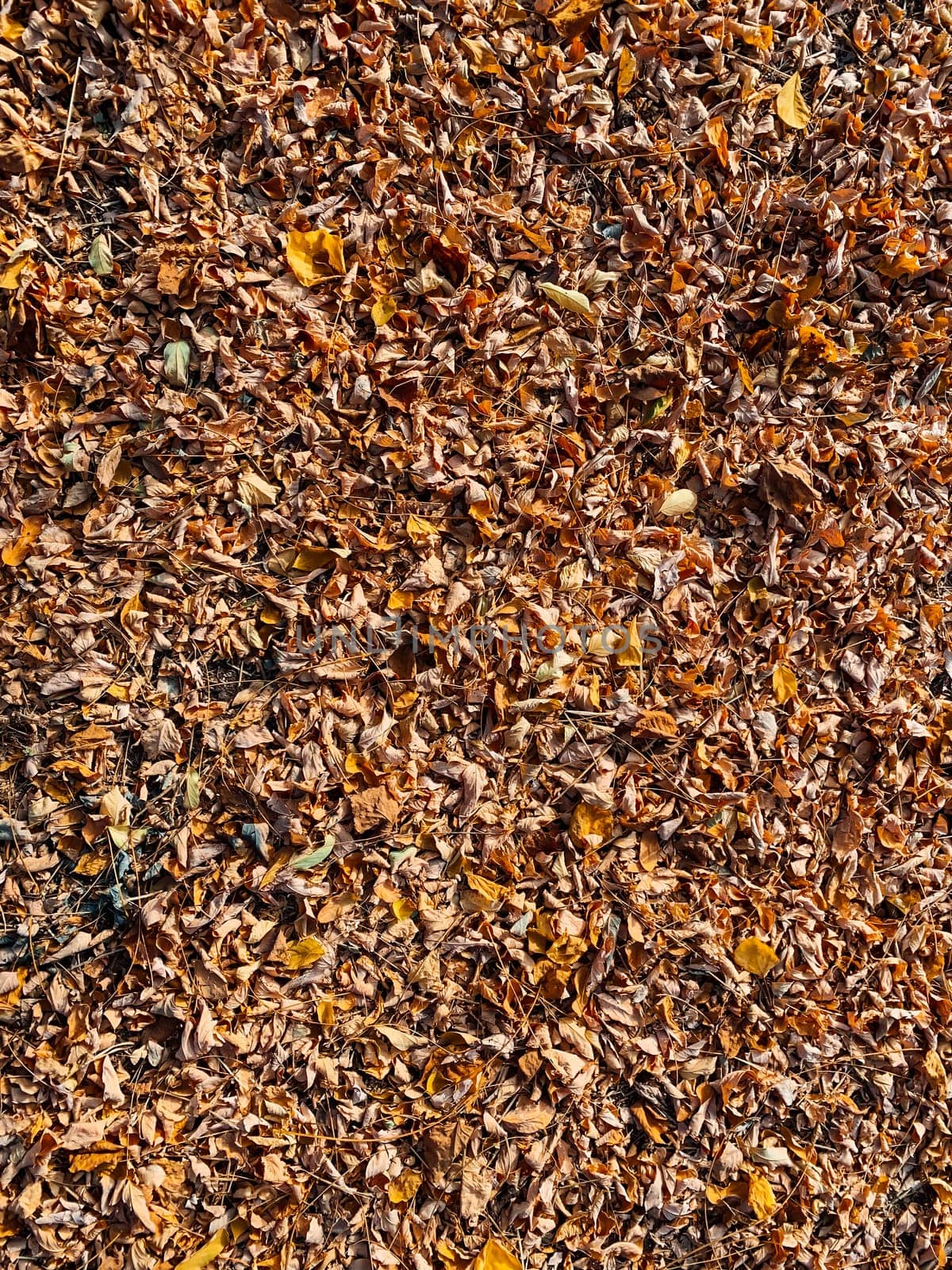yellow and orange autumn fallen leaves as a background by Simakov