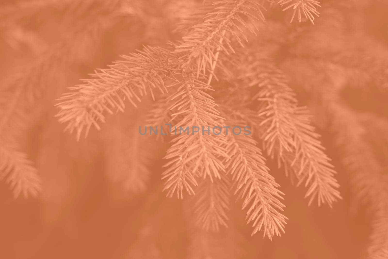 Peach fuzz toned fir branches spruce. Close up. Spruce needles monochrome. Fluffy Christmas tree spruce 2024 color. High quality photo