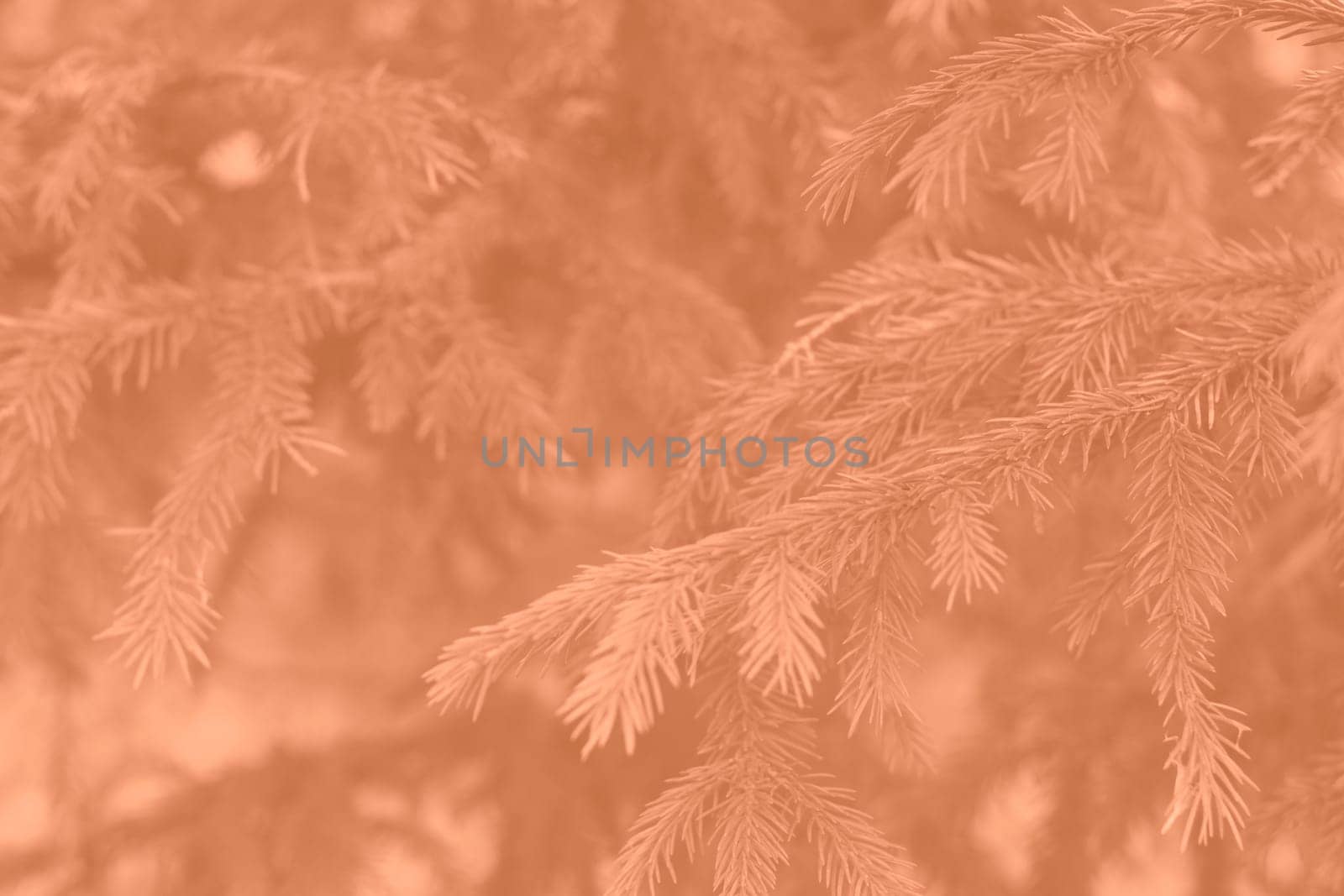 Peach fuzz toned fir branches spruce. Close up. Spruce needles monochrome. Fluffy Christmas tree spruce 2024 color. High quality photo