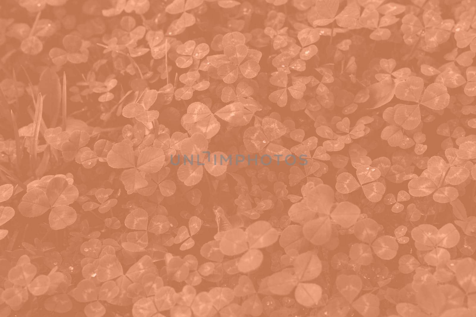 Viva Magenta toned clover backdrop. Monochrome Viva Magenta clover with dew drops background. Trendy color 2023. High quality photo