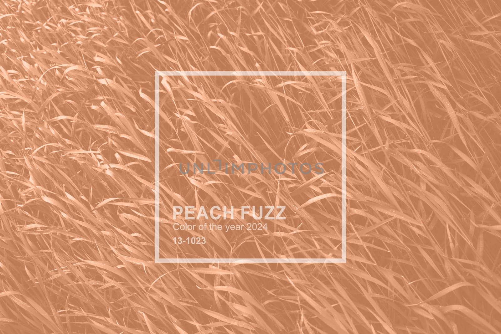 Peach Fuzz color grass for background or backdrop. Monochrome grass background texture. Element of design. Trendy colour 2024. High quality photo