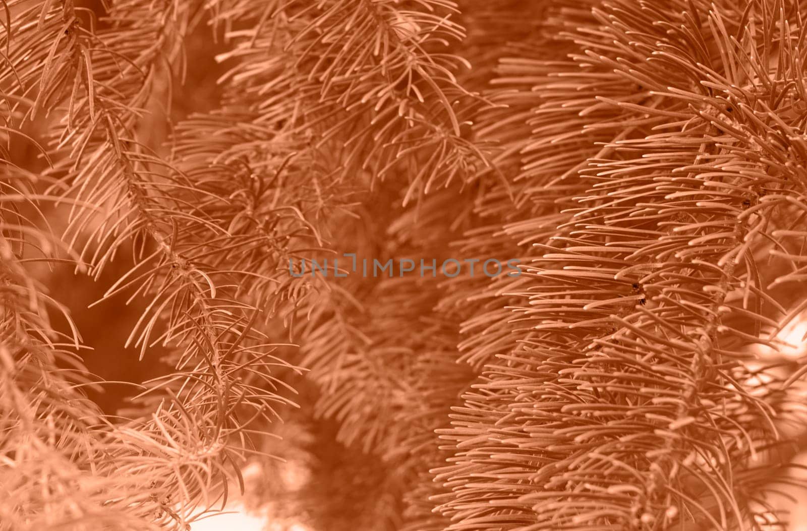 Peach fuzz toned fir branches spruce. Close up. Spruce needles monochrome. Fluffy Christmas tree spruce 2024 color. by kizuneko