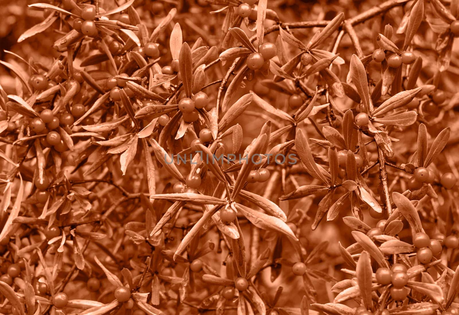 Peach Fuzz color leaf texture, nature monochrom background. Color of the year 2024. High quality photo