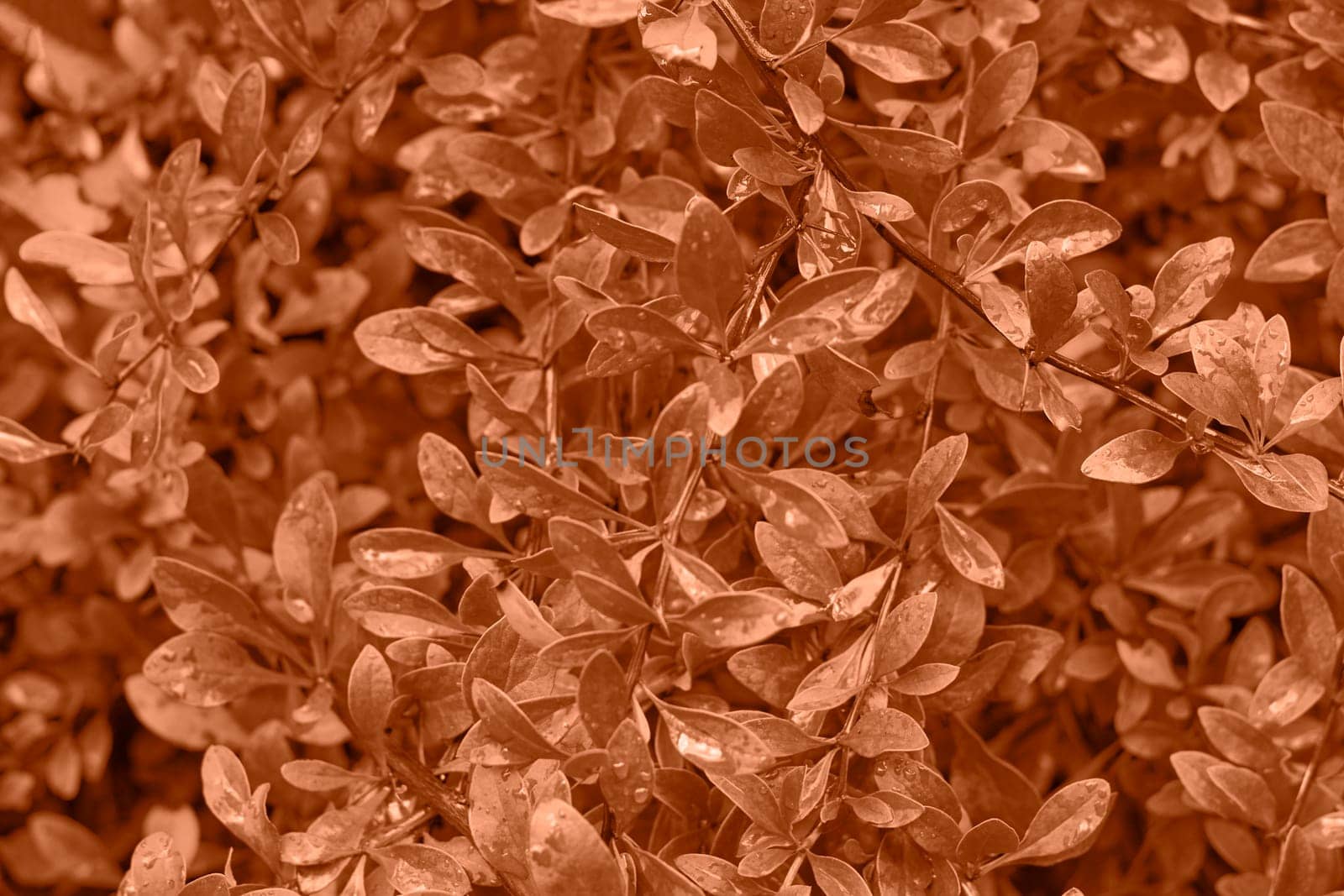 Peach Fuzz color leaf texture, nature monochrom background. Color of the year 2024. High quality photo