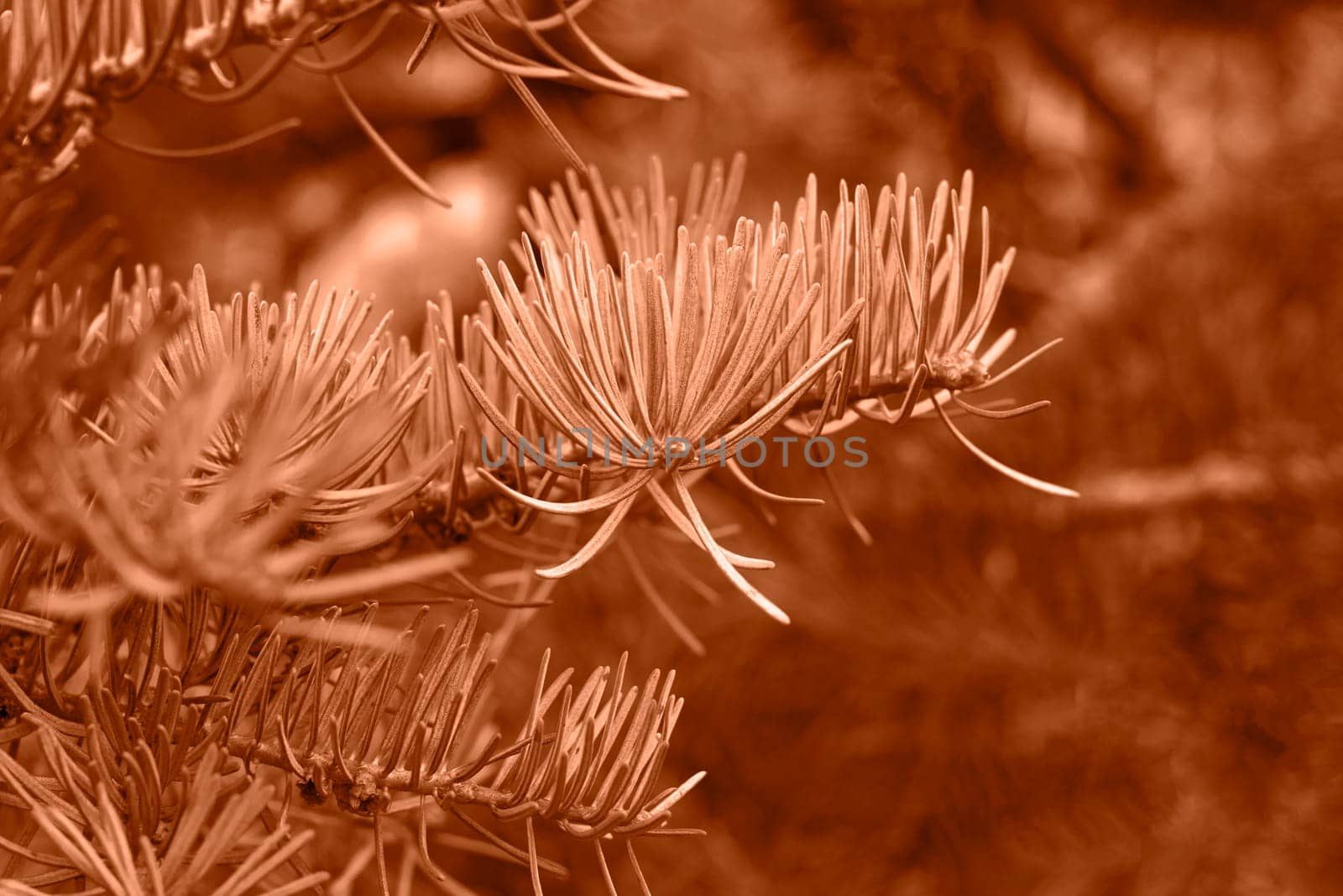 Peach fuzz toned fir branches spruce. Close up. Spruce needles monochrome. Fluffy Christmas tree spruce 2024 color. by kizuneko
