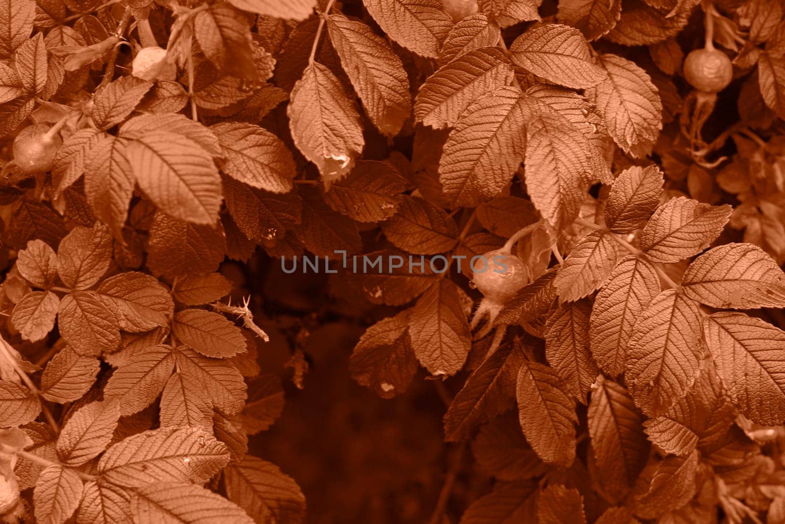 Peach Fuzz color leaf texture, nature monochrom background. Color of the year 2024 by kizuneko
