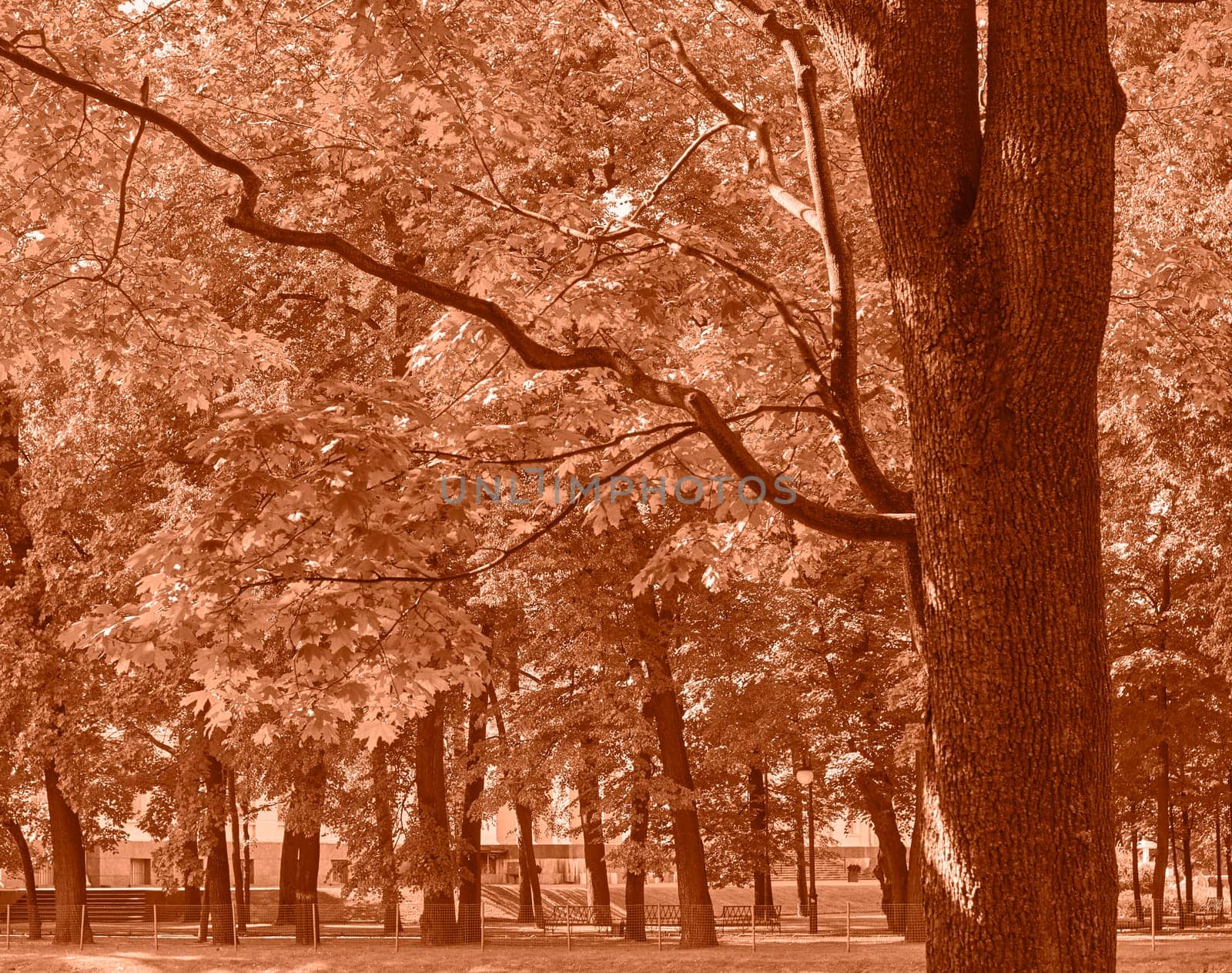 Peach Fuzz toned colour park landscape. Garden monochrome background. Trendy color 2024. High quality photo