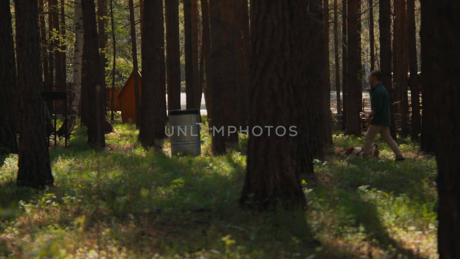 Beautiful view of forest and man walking with dog. Stock footage. Man walks with dog on leash in forest on sunny summer day. Men walking with jack russell terrier in park.