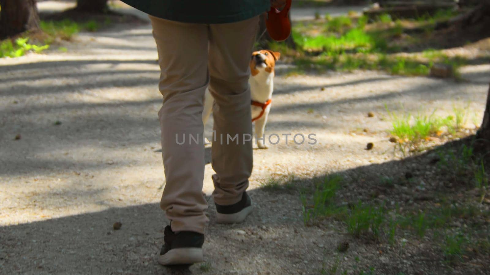 Man walks with dog in summer recreation park. Stock footage. Man walks with dog on leash on sunny summer day in park. Man with dog walks in summer forest by Mediawhalestock
