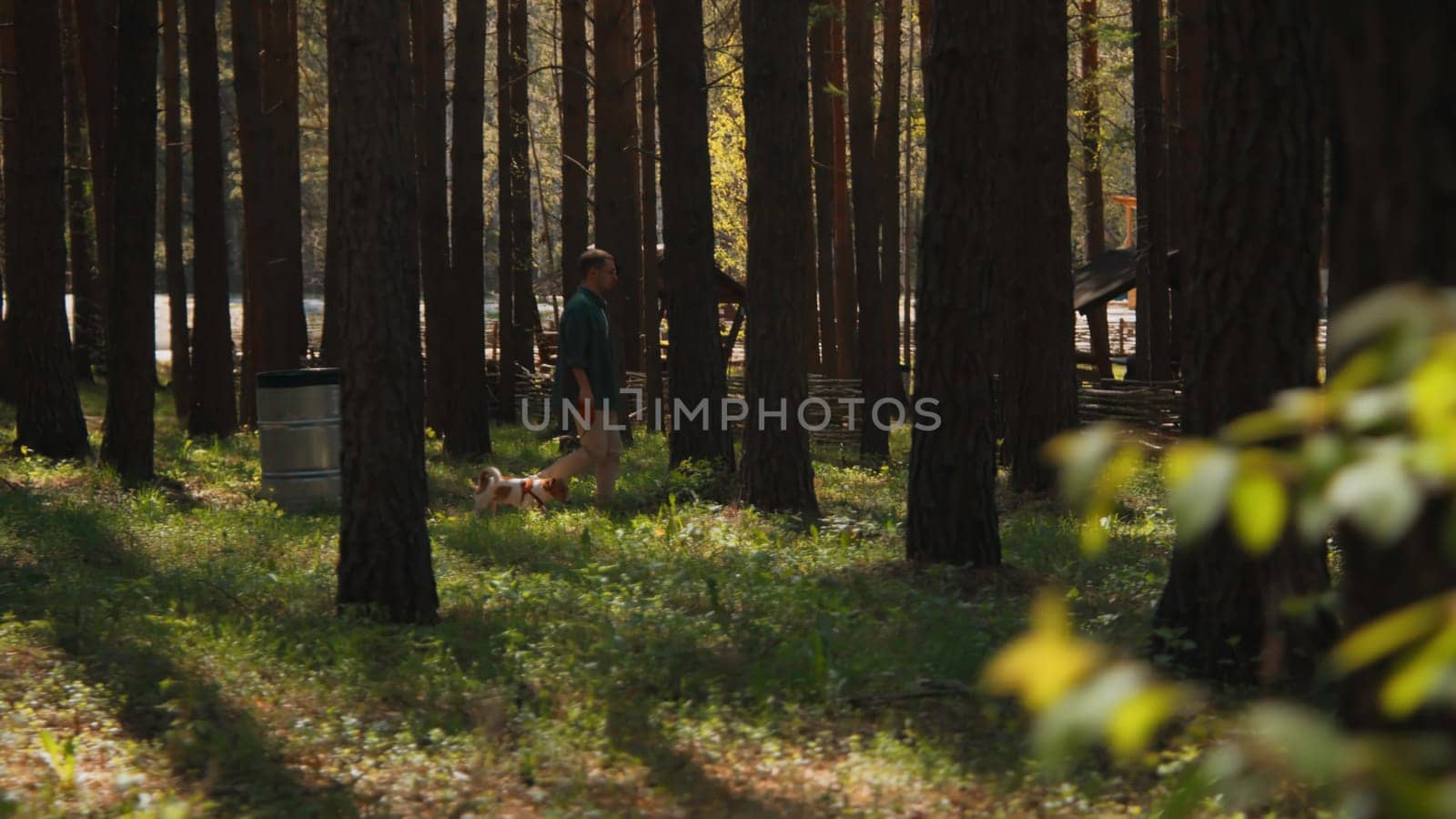 Man walks with dog in park on summer day. Stock footage. Man walks dog on leash in woods on sunny summer day. Man walks with Jack Russell terrier at recreation center in woods by Mediawhalestock