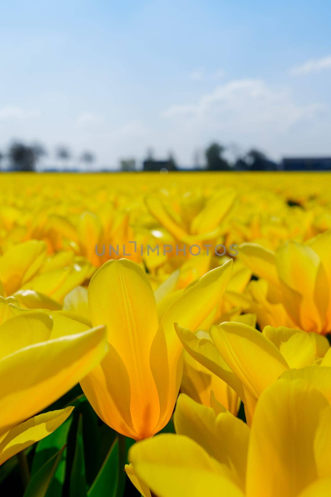 Panoramic View of Boundless Yellow Tulip Fields Extending to the Horizon by PhotoTime