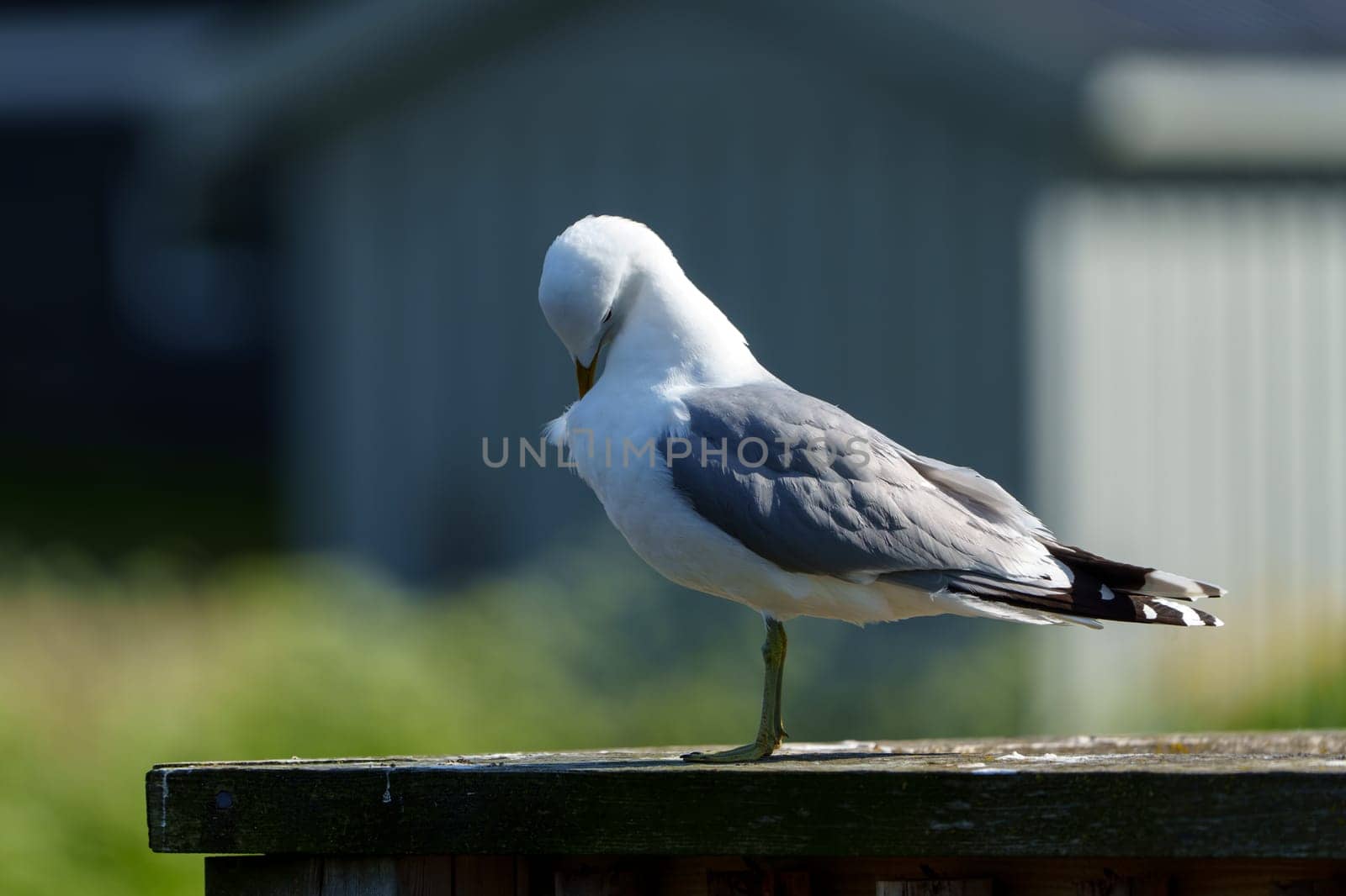 Northern Norwegian Seagull Close-up Shot Featuring Exquisite Feather Details by PhotoTime