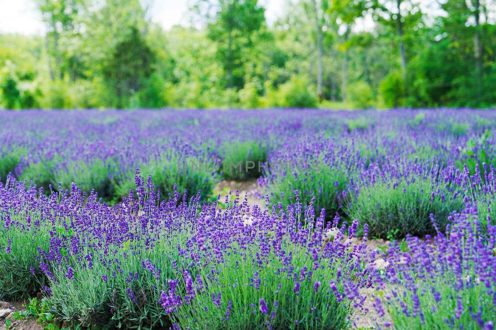 A breathtaking panoramic view of a picturesque and vibrant lavender field in full bloom, set against a clear blue sky on a sunny day, creating a perfect scenic landscape