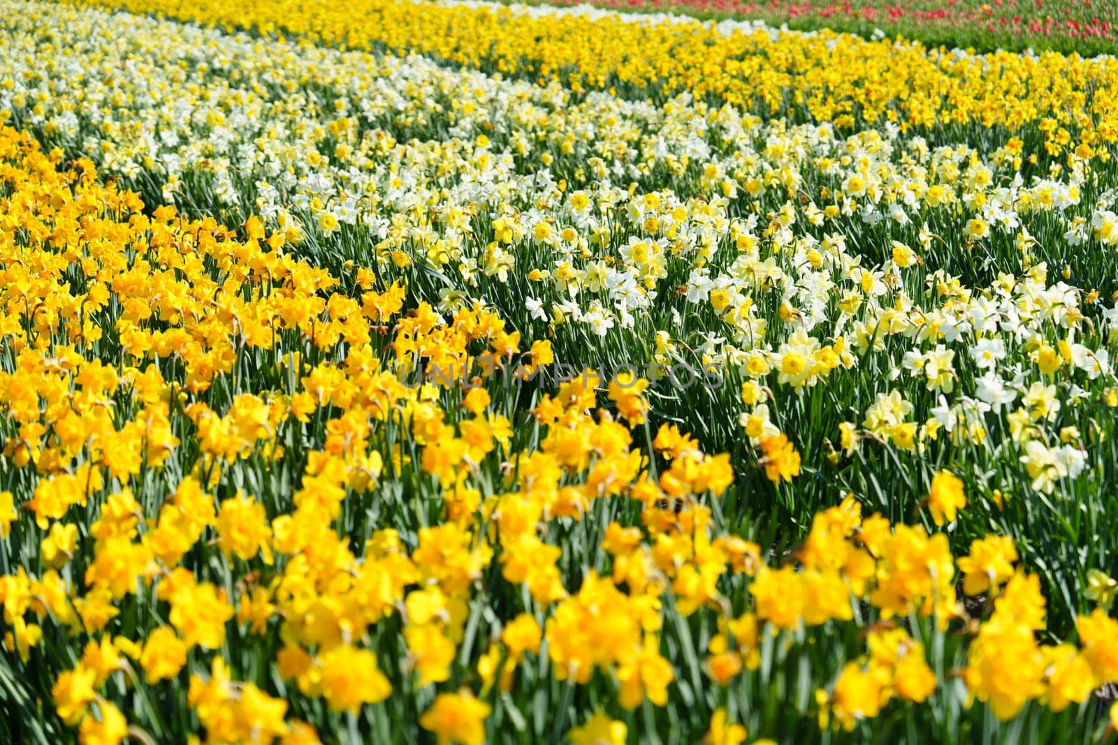 Idyllic Holland Countryside Scenery with Endless Blooming Yellow Daffodils in Spring by PhotoTime