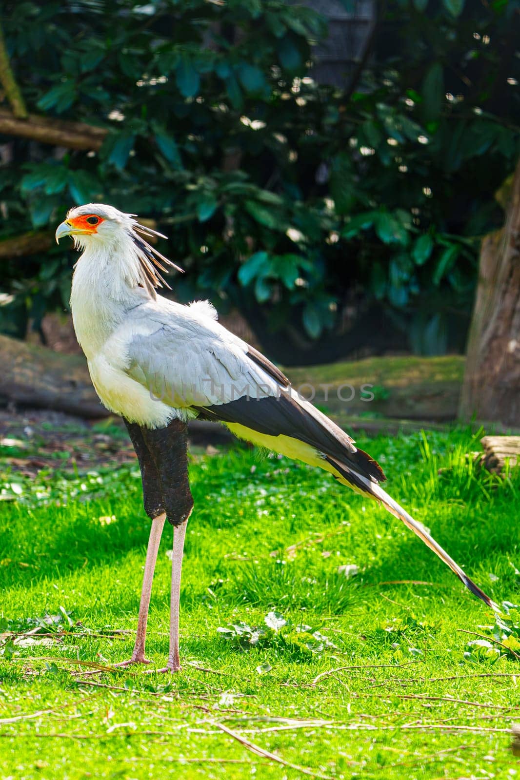 Detailed Close-up Shot of Secretary Bird in Its Natural Environment by PhotoTime