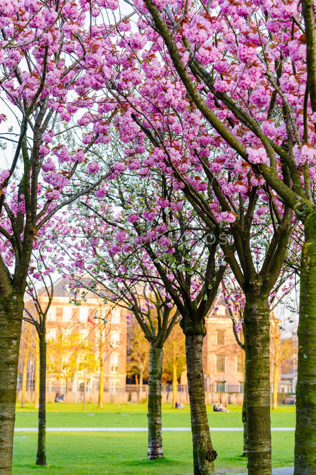 Blooming Sakura Tree in Spring - Beautiful Cherry Blossom Season Nature Photography by PhotoTime
