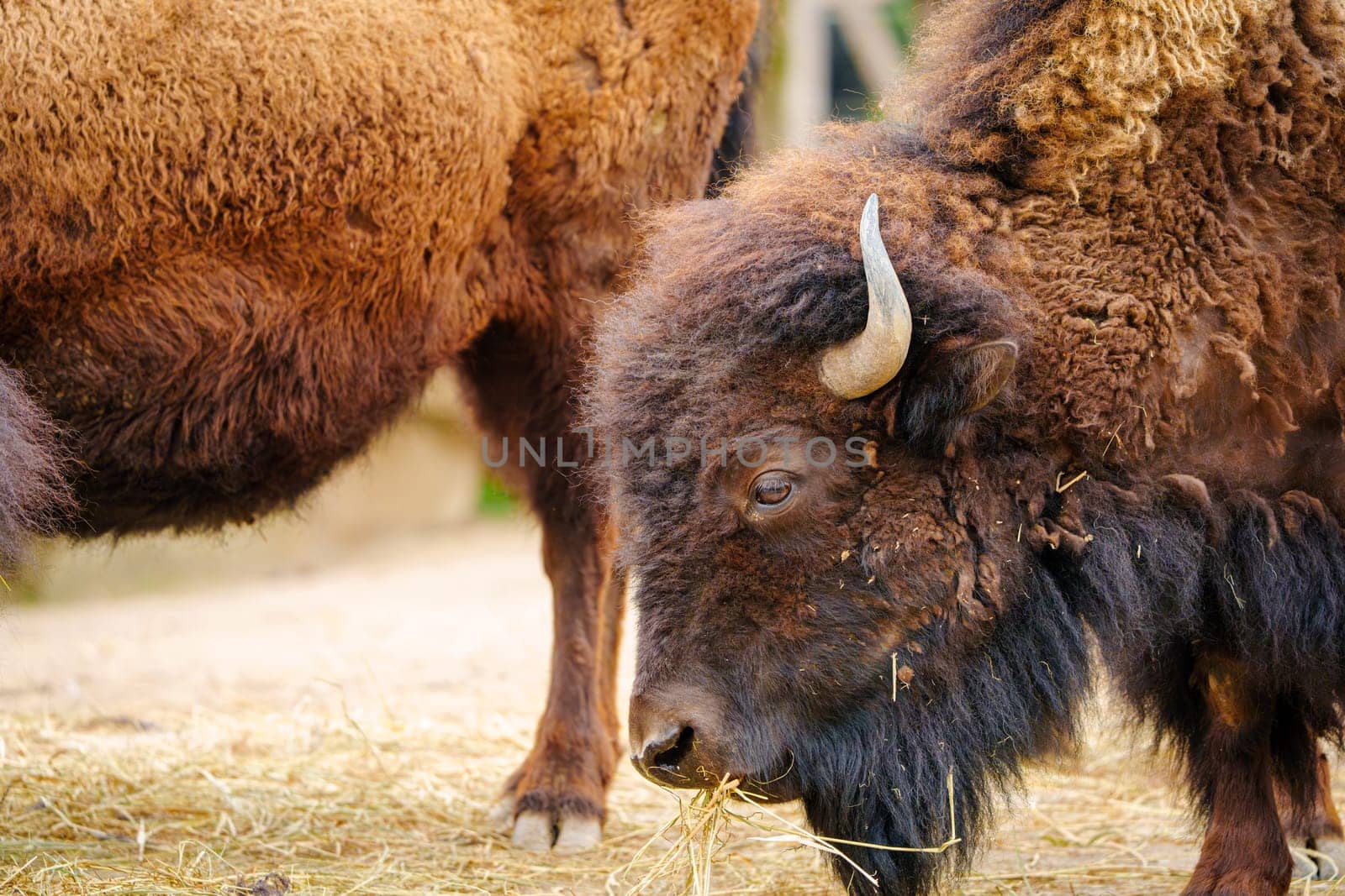 Bison Close-up: Eating Dry Grass in Natural Habitat - Wildlife Photography Print by PhotoTime