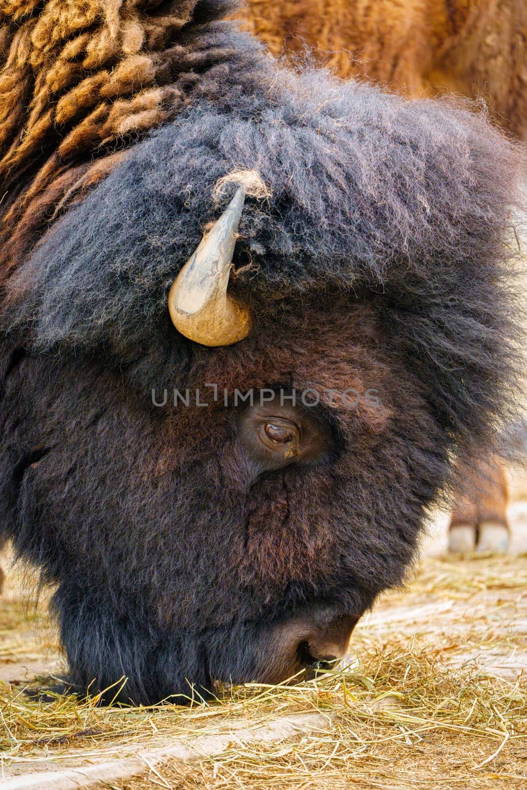 Close-up portrait of a bison grazing on dry grass in a wildlife nature setting. The majestic animal is captured in a natural and raw environment, highlighting the beauty of wildlife.