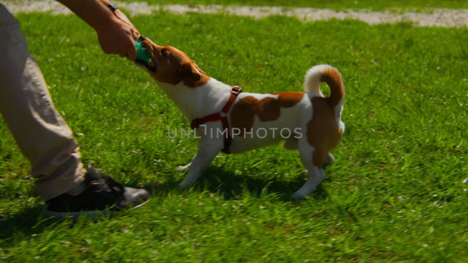 Man is actively playing with dog on grass. Stock footage. Active recreation with dog in park on sunny summer day. Man plays ball with dog on green grass in park.
