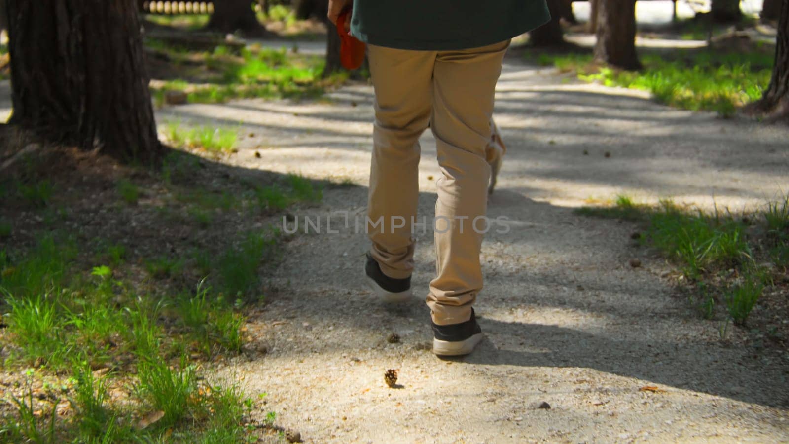 Man walks with dog in summer recreation park. Stock footage. Man walks with dog on leash on sunny summer day in park. Man with dog walks in summer forest.