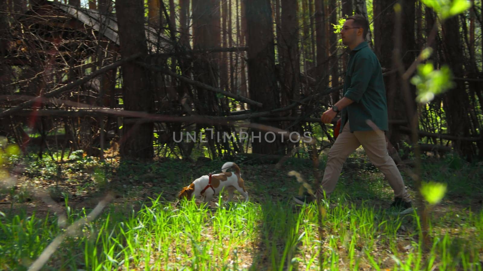 Man walks dog on sunny day in park. Stock footage. Green summer park with walking man and dog. Man walks dog in summer recreation park by Mediawhalestock