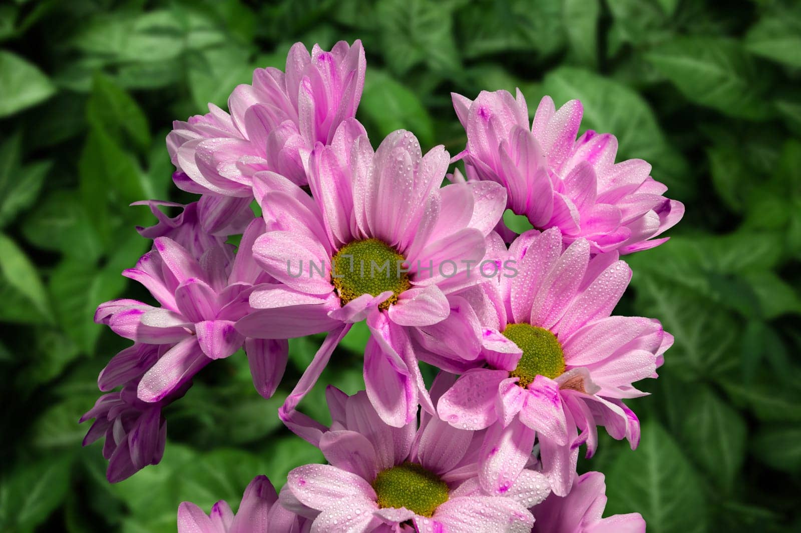 Pink Chrysanthemum Spray Katinka and green leaves by Multipedia