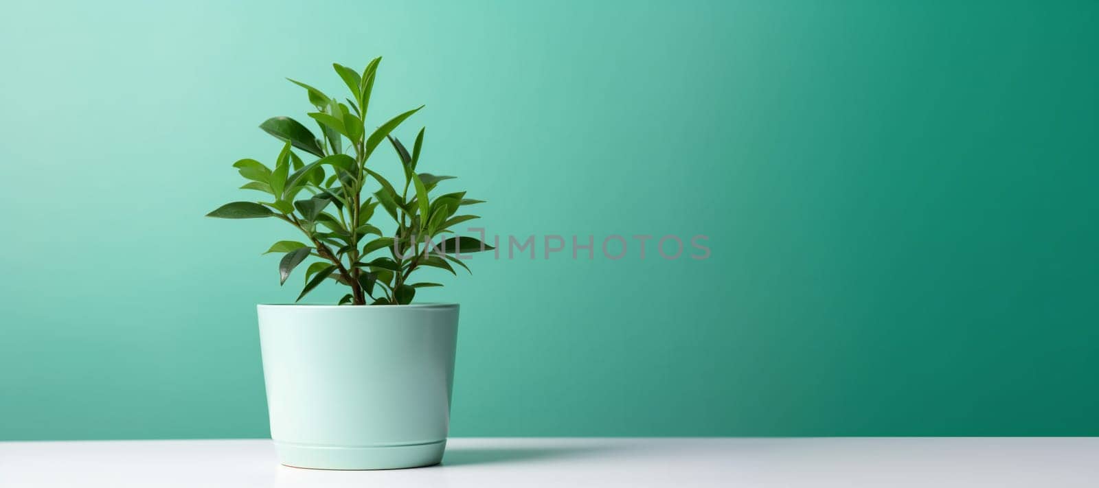 Green house potted plant on pastel green background. Houseplant for minimal creative home decor concept. Empty space by juliet_summertime