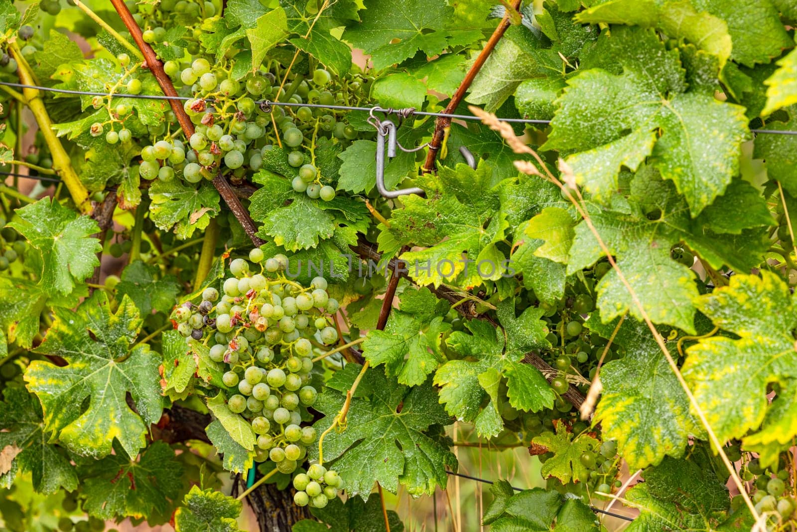 Panicles of white grapes on a vine with green leaves in a vineyard, Germany