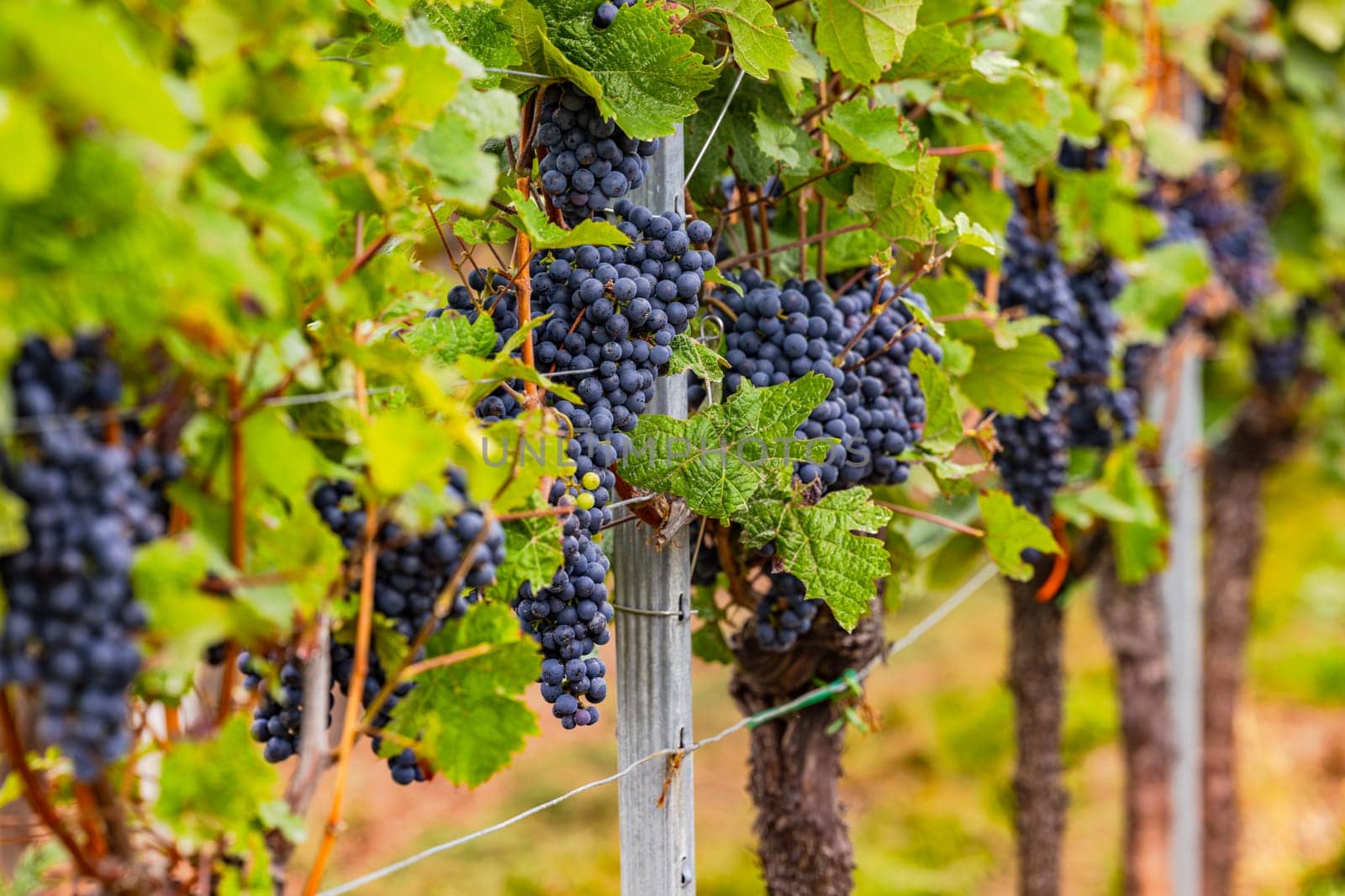 Many vines with clusters of blue grapes on old vines, Rhineland Palatinate, Germany
