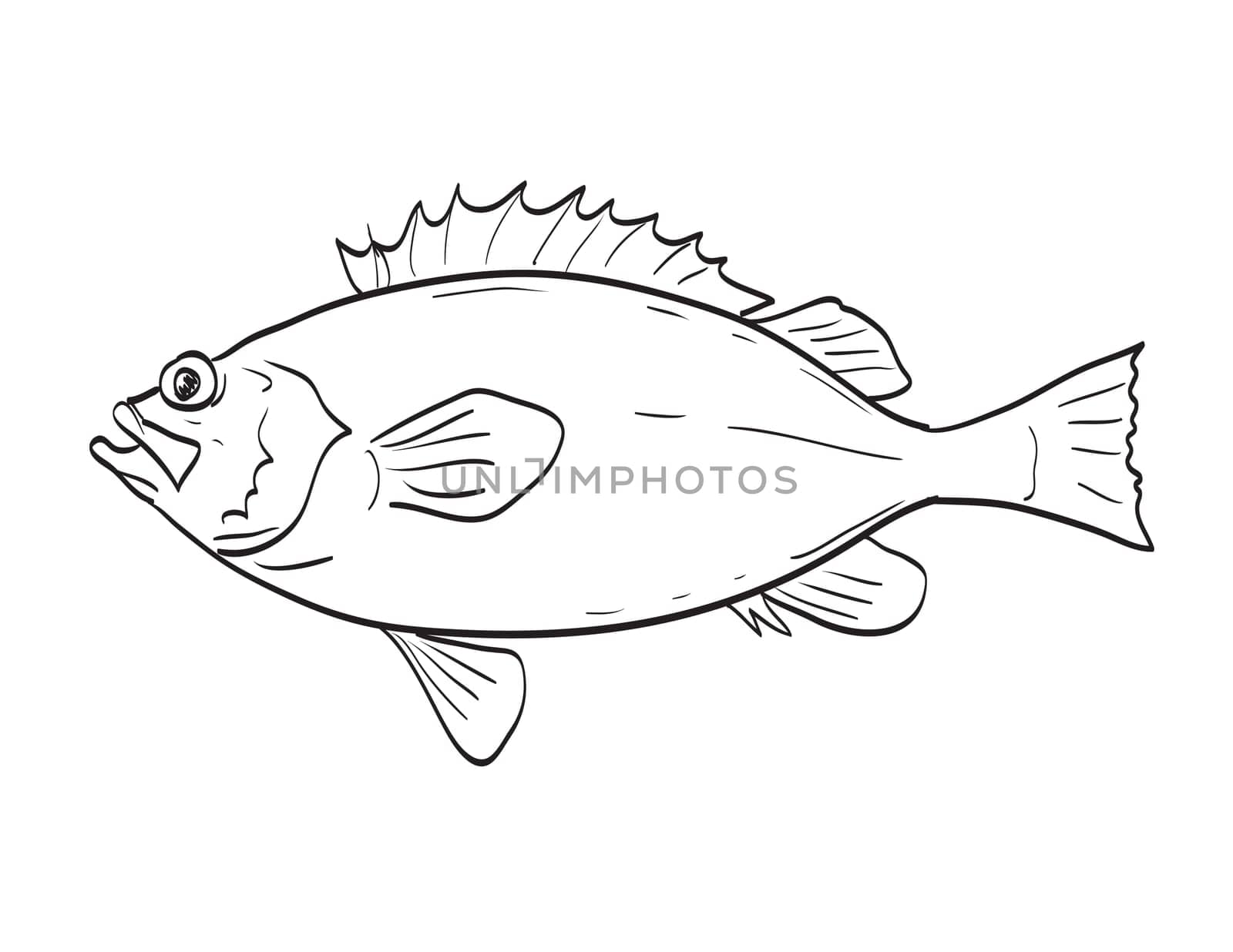 Acadian Redfish Fish in New England and Mid Atlantic Cartoon Drawing by patrimonio