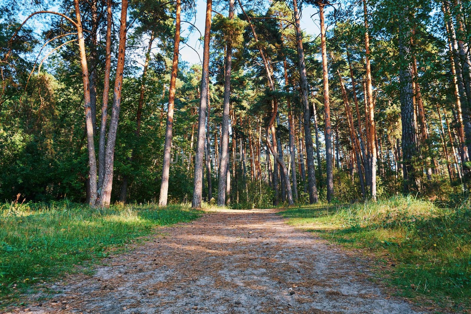 Path in the pine forest on a summer sunny day