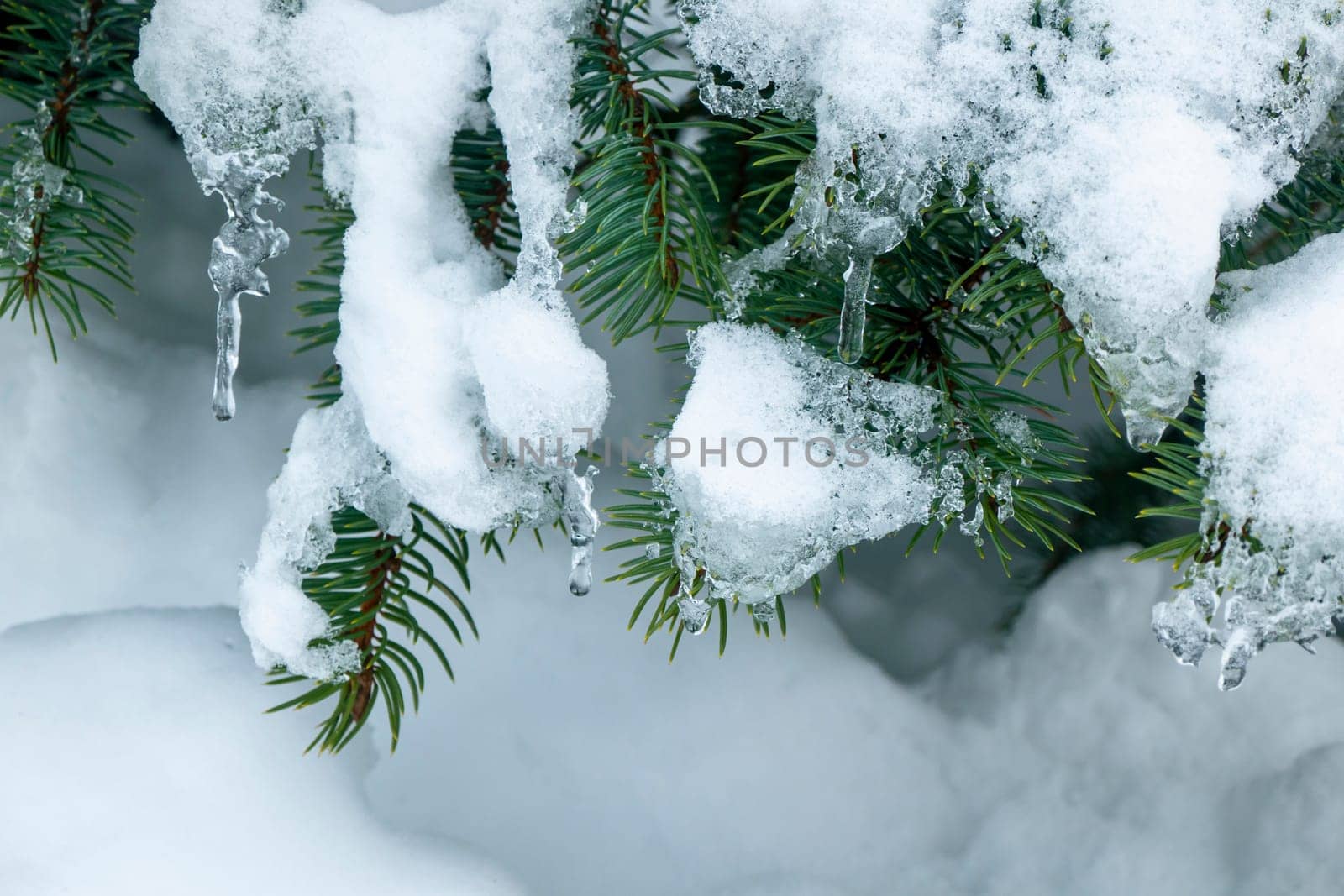 On a white background of snow. Green branches of the Christmas tree. frozen countryside scene in winter with snow. forest view, trees in ice