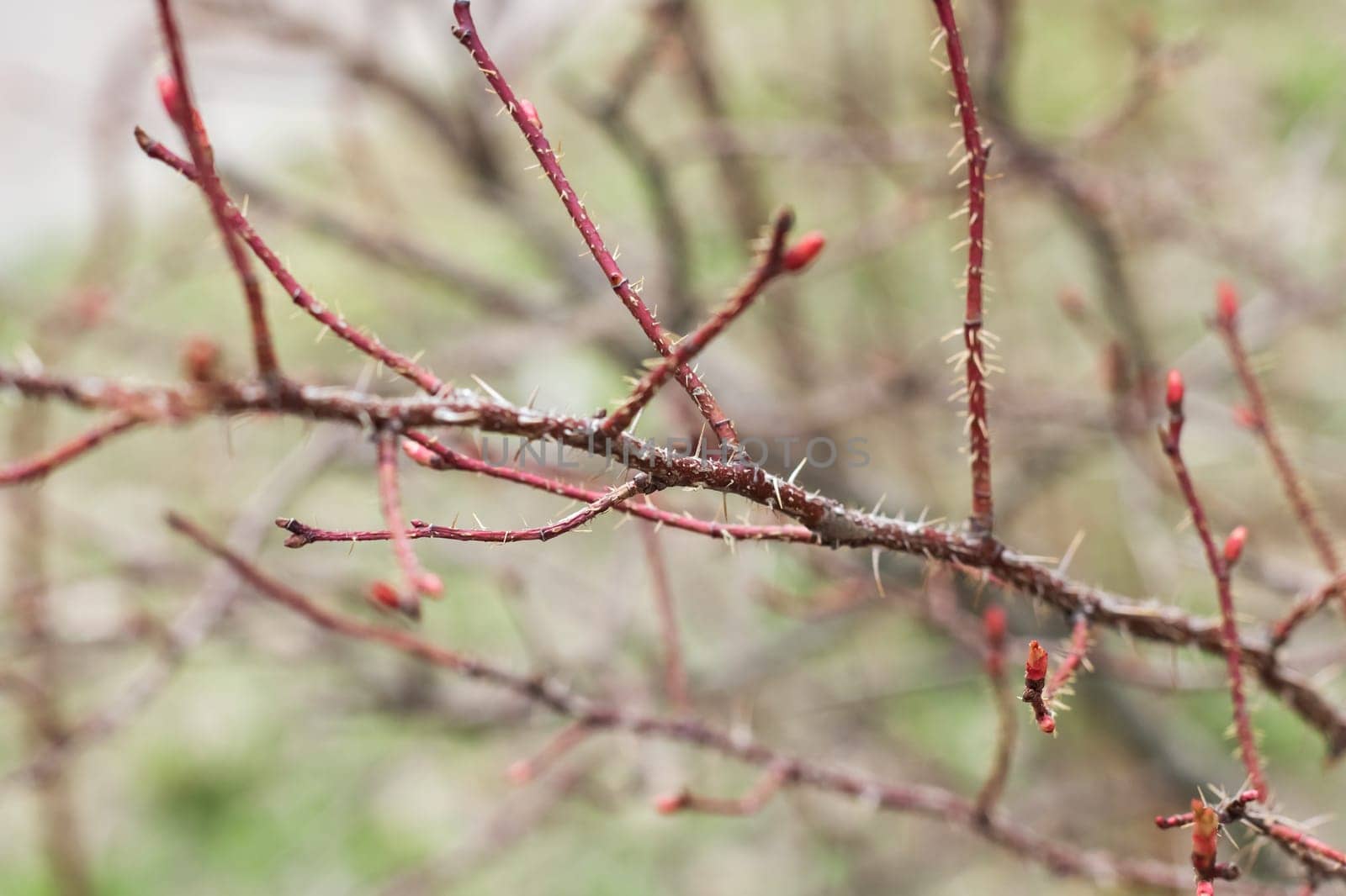 Bare red rosehip branches with thorns close up by Vera1703